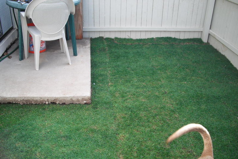 Lawn 3.0 002.jpg