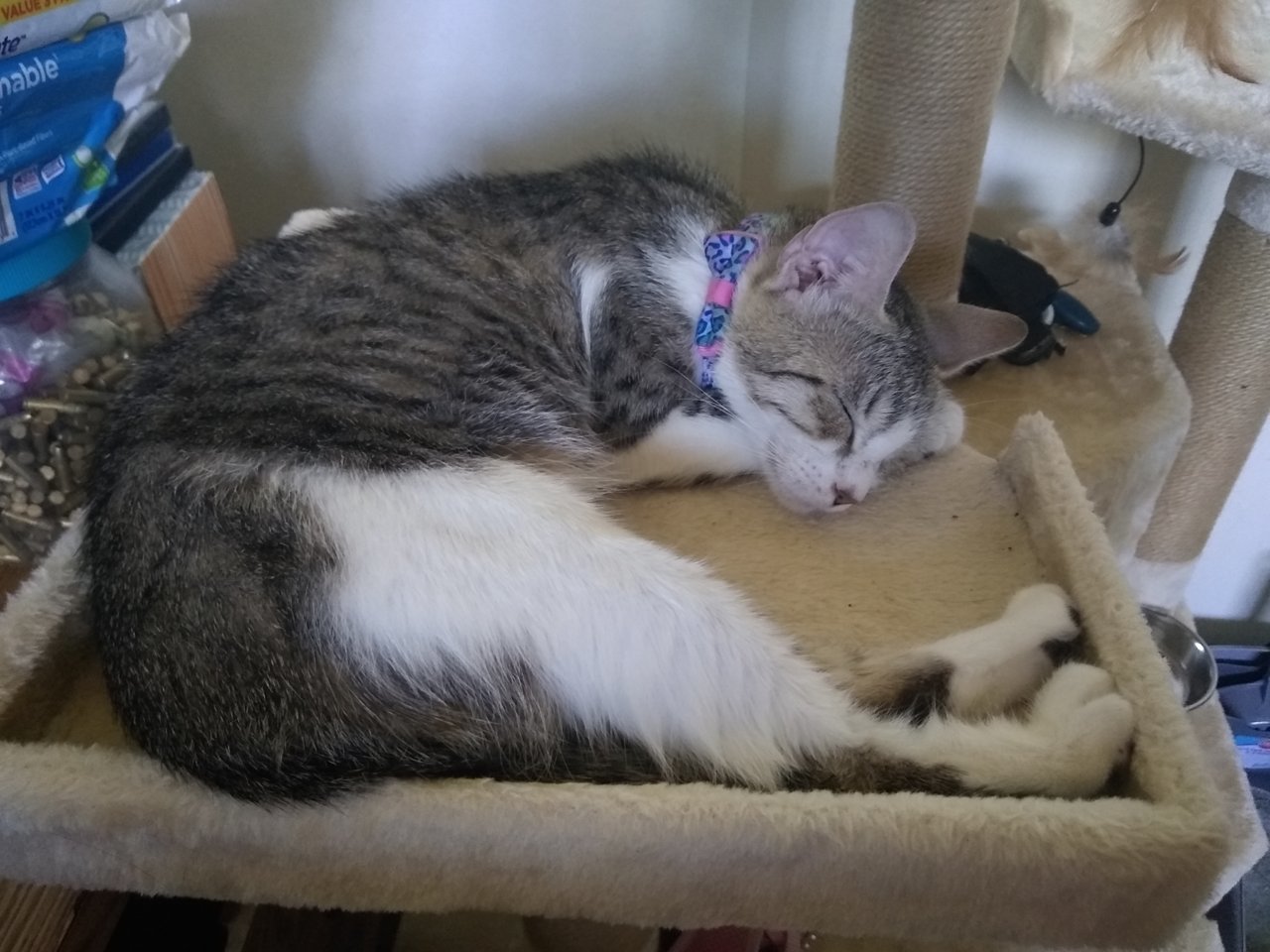 LayingNextToMeInHerCatTree.jpg