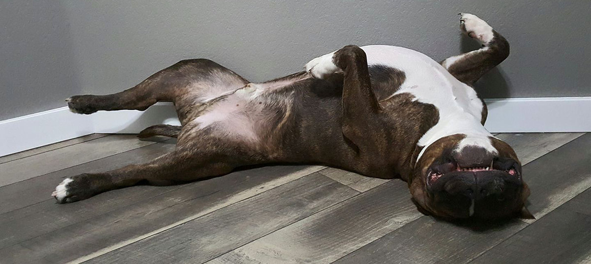lazyass.jpg