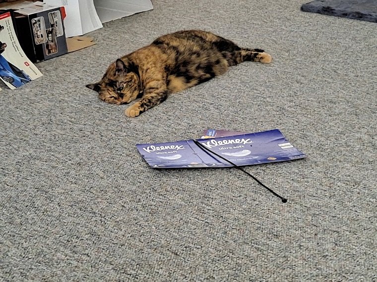 Lazykitty.jpg