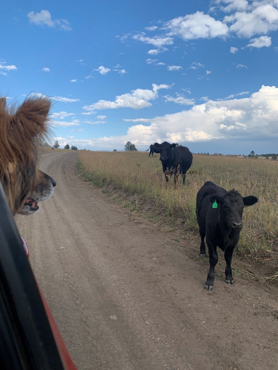 LDW TOBY COW.jpg