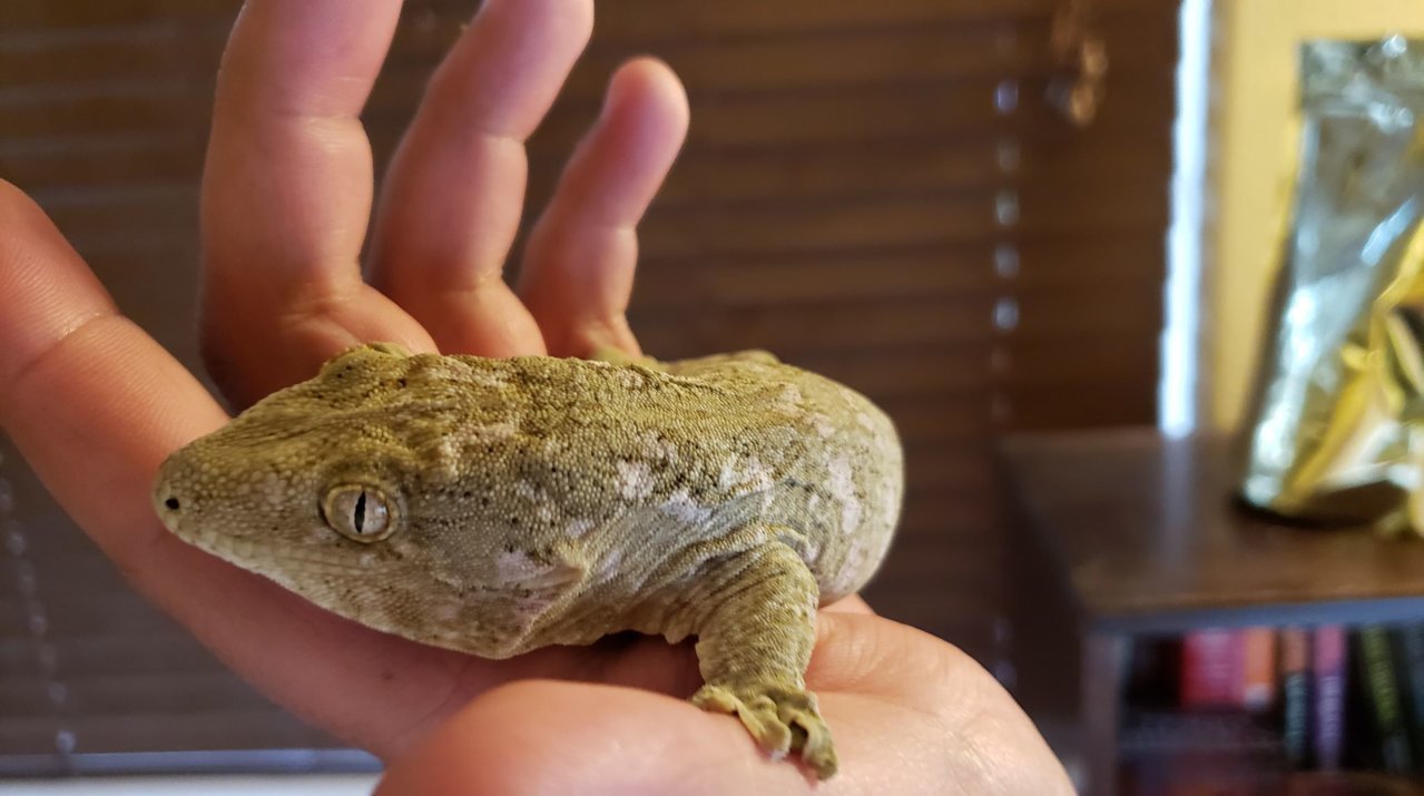 Leachianus Gecko.jpg