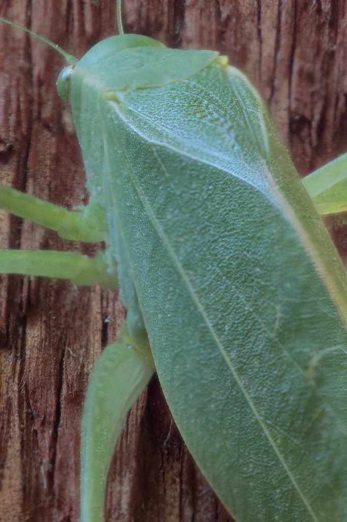 Leaf%20bug%209%20image%20photo%20stack%2_9a5c11e0b4aacb834d4de8117673161cb4bc94c6.jpg