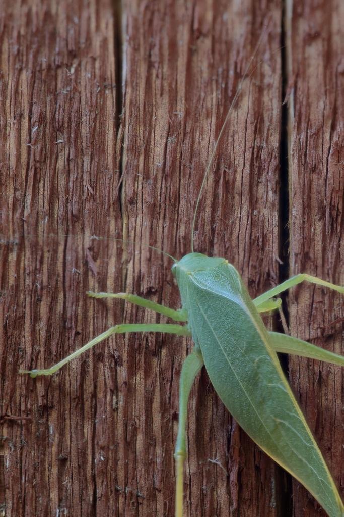 Leaf%20bug%209%20image%20photo%20stack%2_fb5d9fc8d062cbbf88ff4208830b15f727cffabc.jpg
