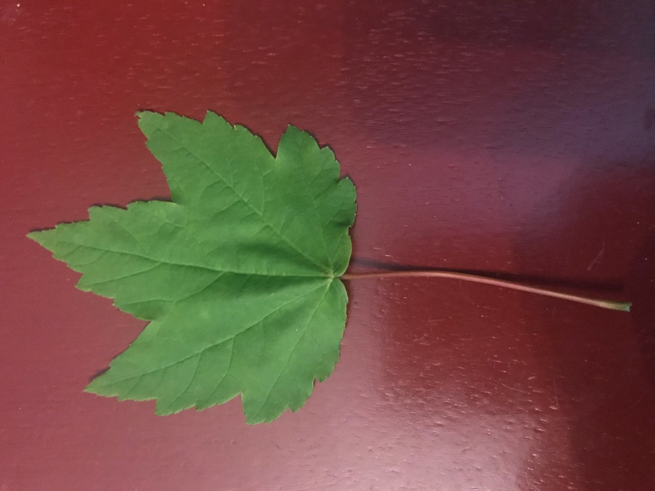 leaf identification.jpg