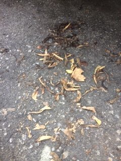 leaf2.jpg