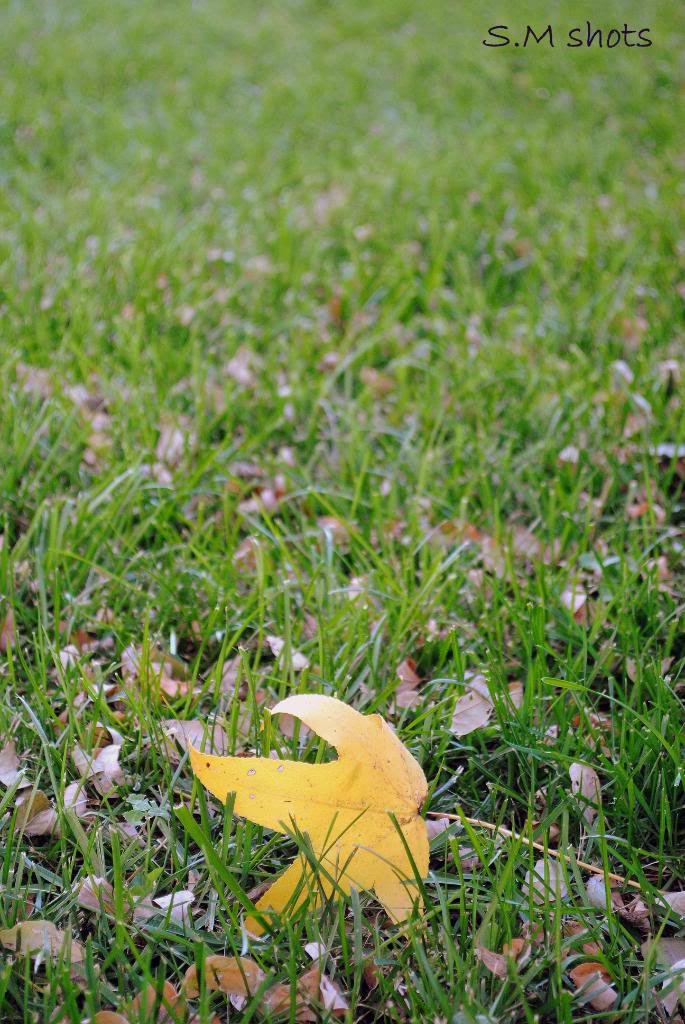 leaf_226fb2566f2ade230008b8ef63262303d1ee4380.jpg
