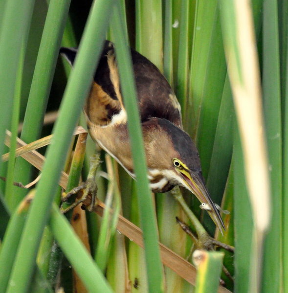 Least Bittern.jpg