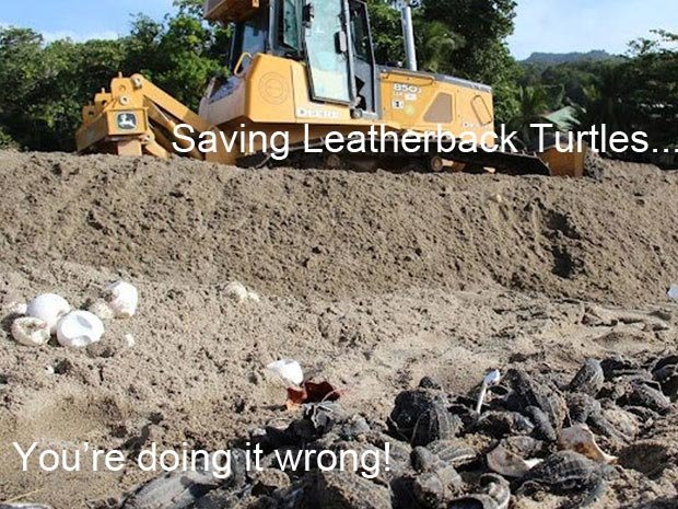 leatherback-turtles.jpg
