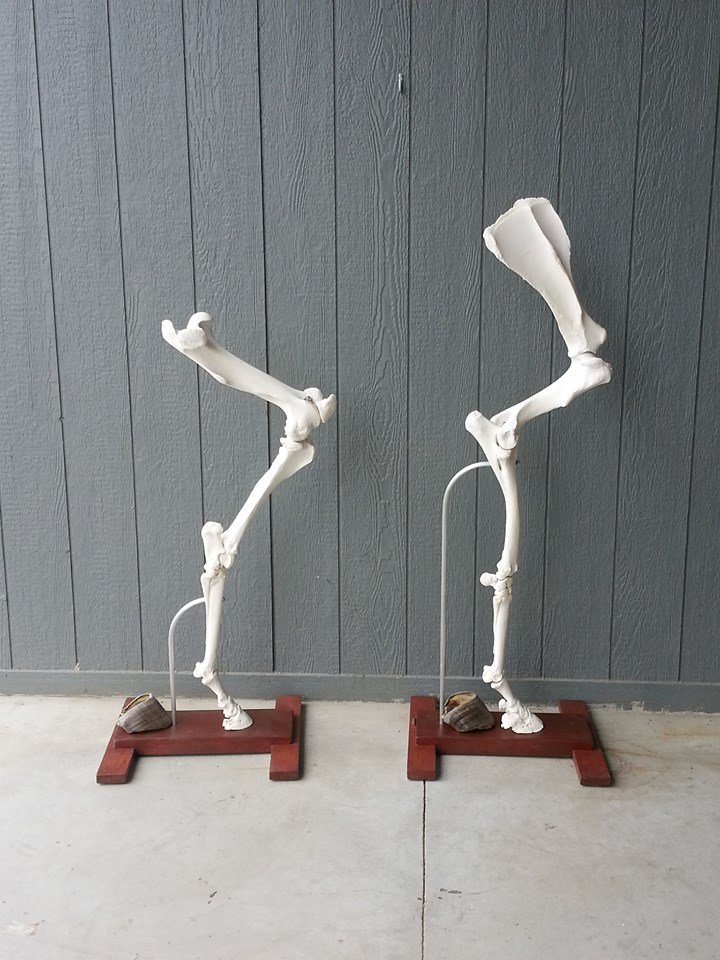 Legs2.jpg