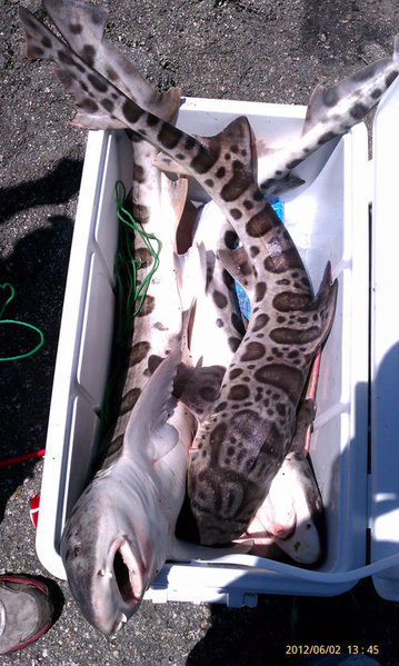 Leopard-Sharks.jpg