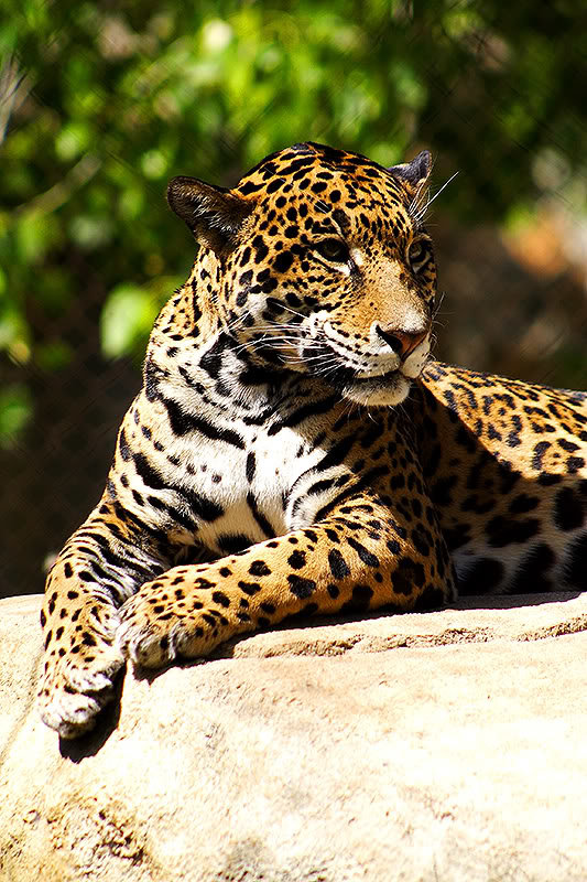 Leopard_c23791fa91041f2d3dcd9ea87c686e070600502f.jpg