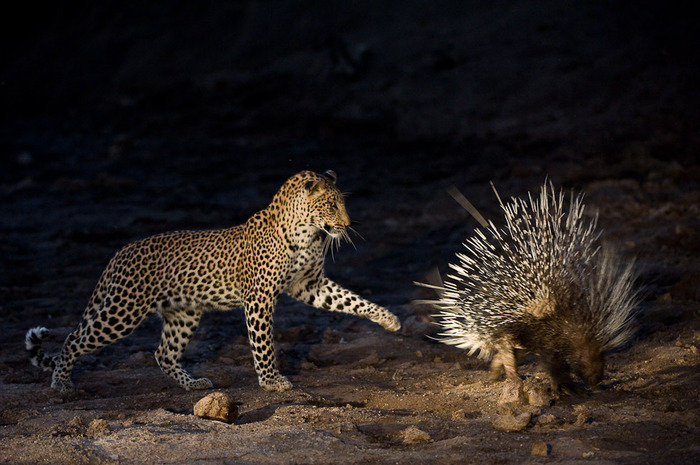 leopard_porcupine-thumb-700x465-459.jpg