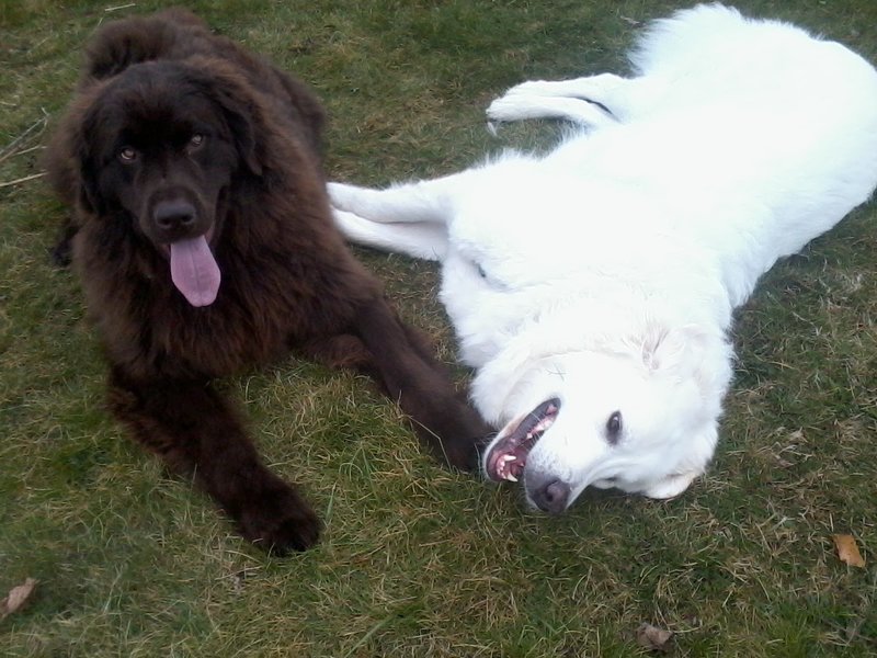 Lexi and Sophie 4-7-16.jpg