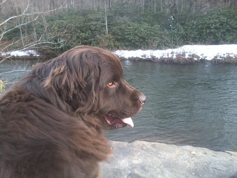 Lexi by river 2-21-17.jpg