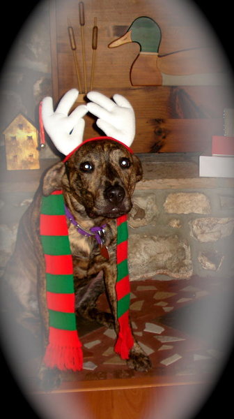 LEXI LOO ON HER FIRST CHRISTMAS.jpg