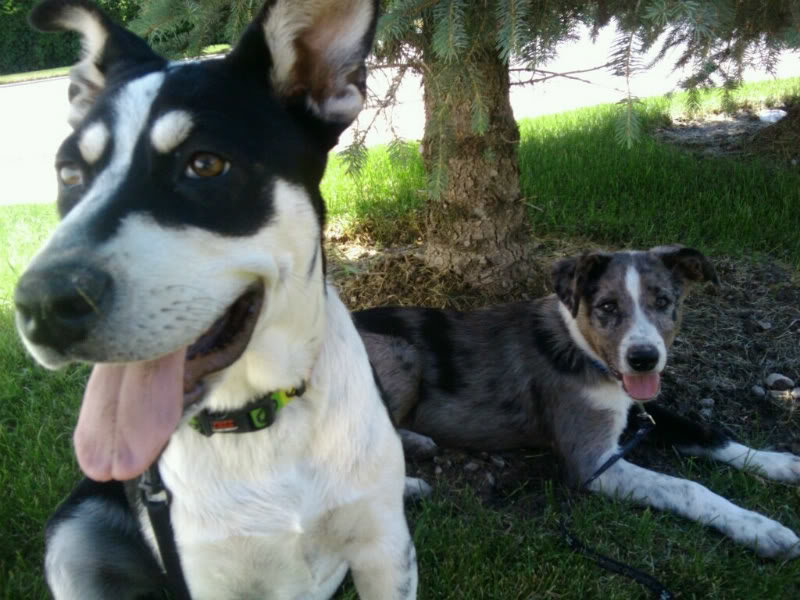 LexiandBernie_17c6b8295a4558d3e5004ab475732b44e0b98ace.jpg