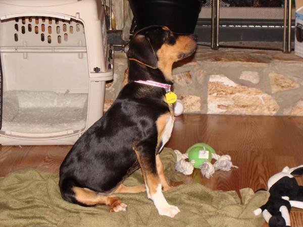 Lexie sitting 1011309.jpg
