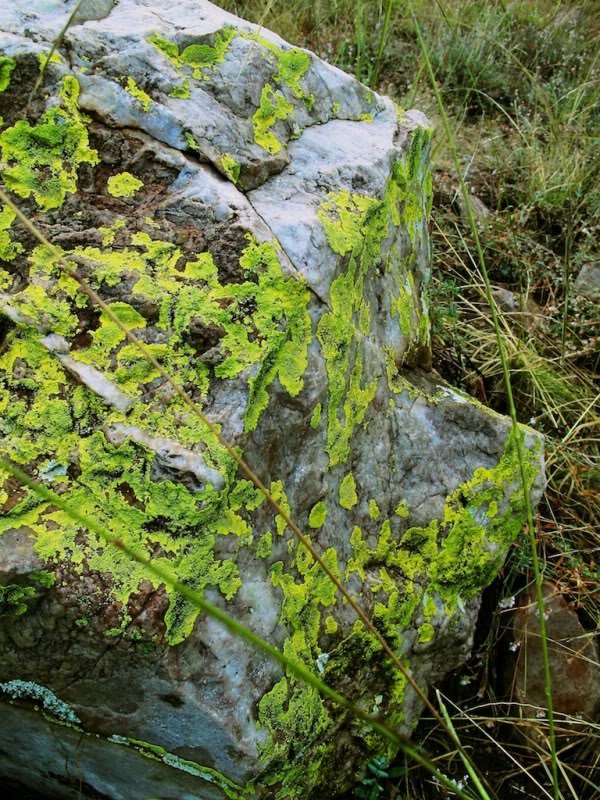 Lichen1_0c2f6bf43ccbc11bfe516ac1e6cd019d9c3b6fe0.jpg