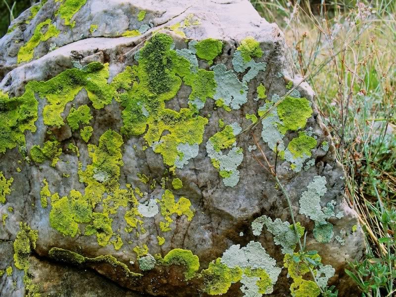 Lichen2_d2165c4d77ca75009d6cbfaee0f5a8fe052ac525.jpg