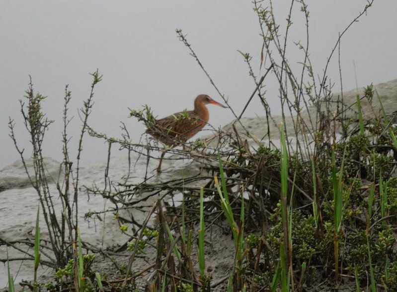Light-footed clapper rail.jpg