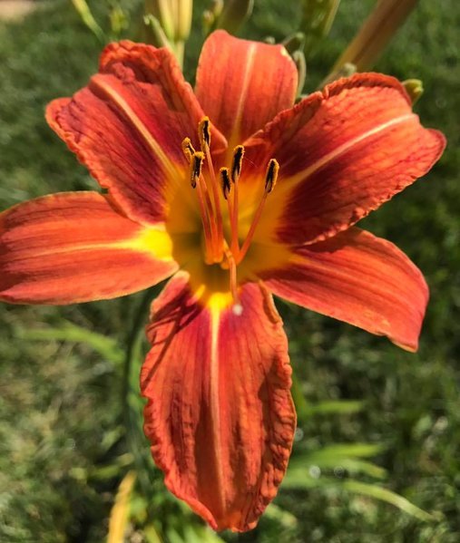 lilly.jpg
