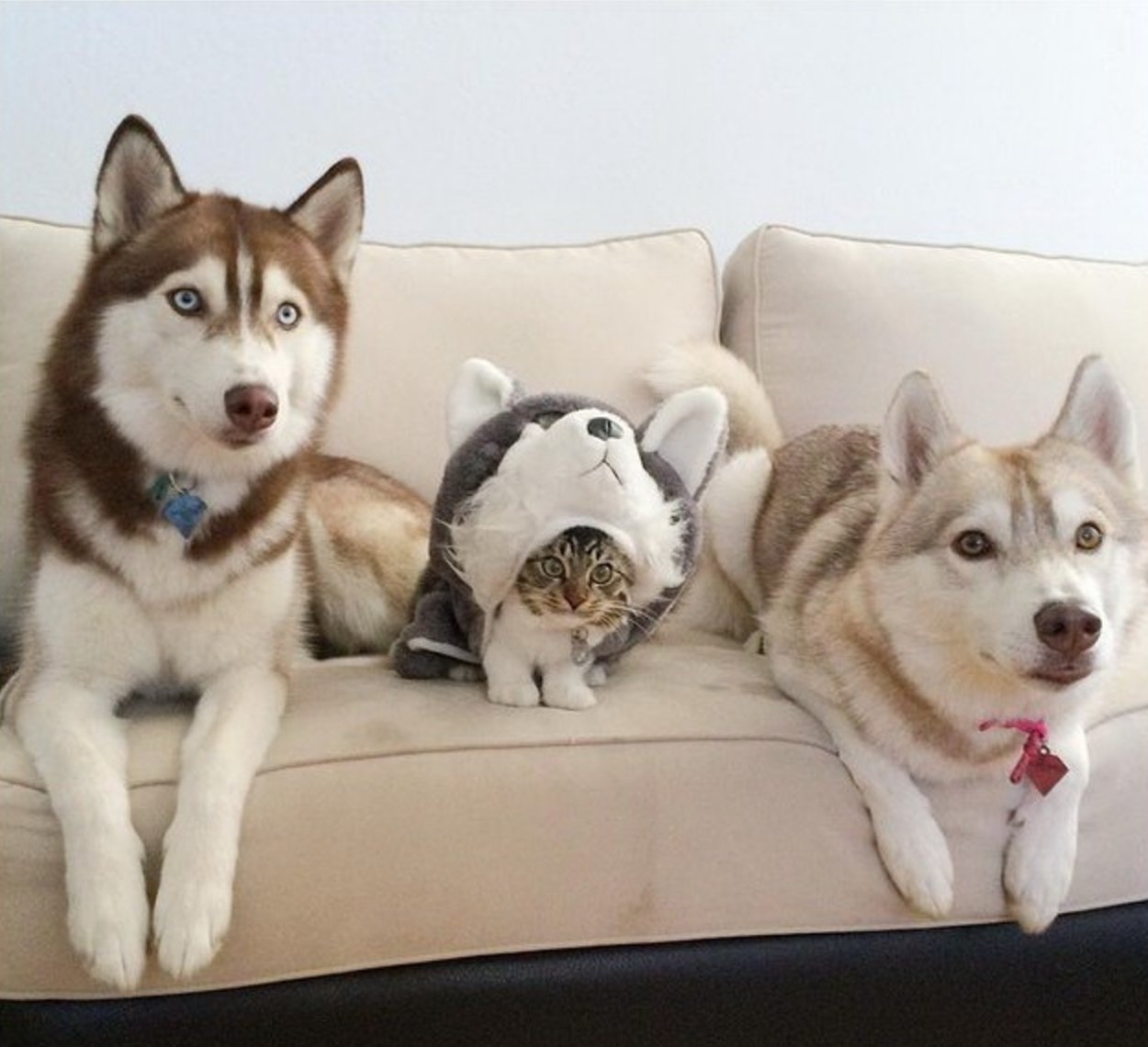 lilo_the_husky_cat_3.jpg