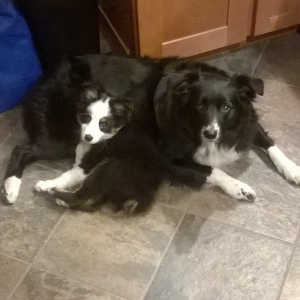 Lilu and Oatis.jpg