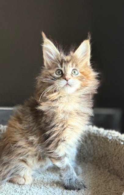 Lily - 11 Weeks.jpg