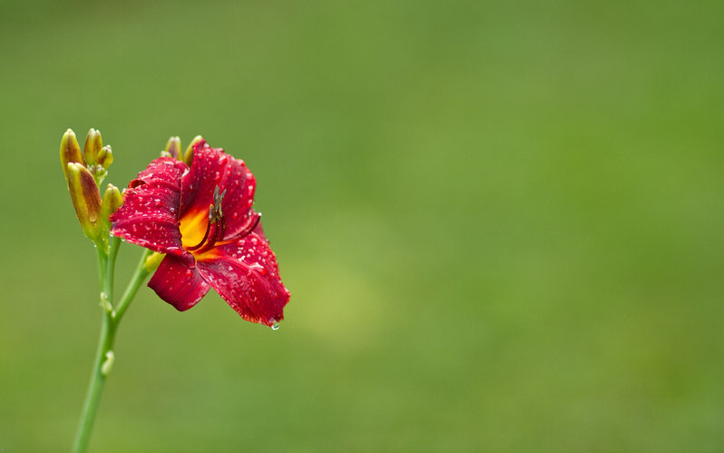 lily3-8677.jpg