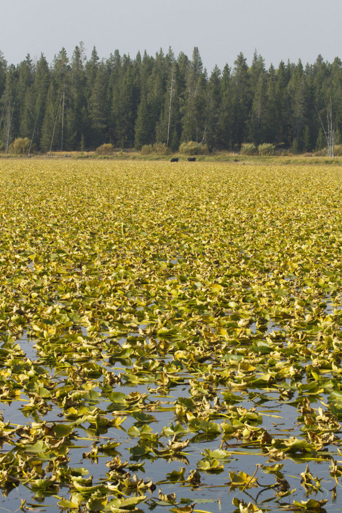 lilypadsandmoose_d31f84751a93ab27a602a3dc52a182c993651a2b.jpg
