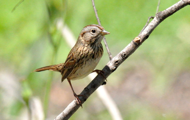 Lincoln's Sparrow.jpg