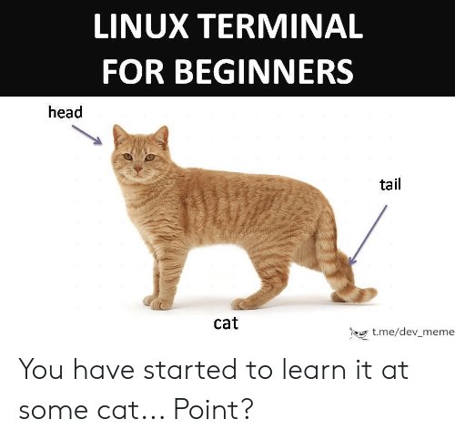 linux-terminal-for-beginners-head-tail-cat-t-me-dev-meme-you-have-65686807.jpg