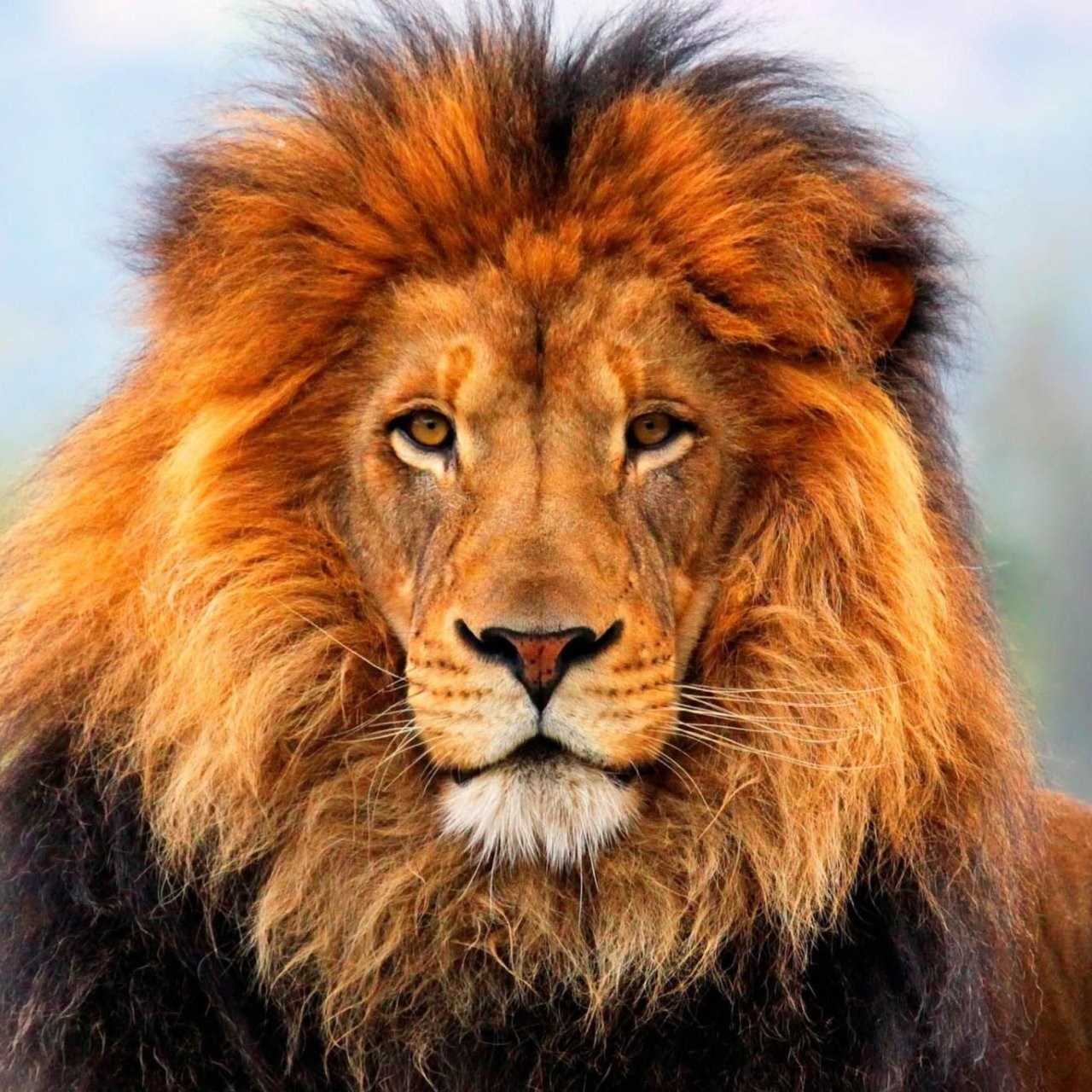 lion.jpg