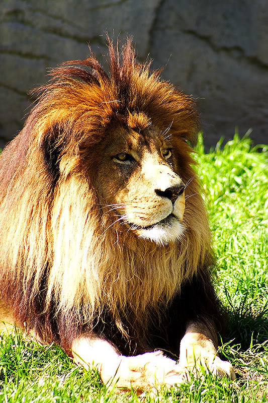 Lion_fab1b70d733060b06e26e2768e7bfb35c2cd98a2.jpg