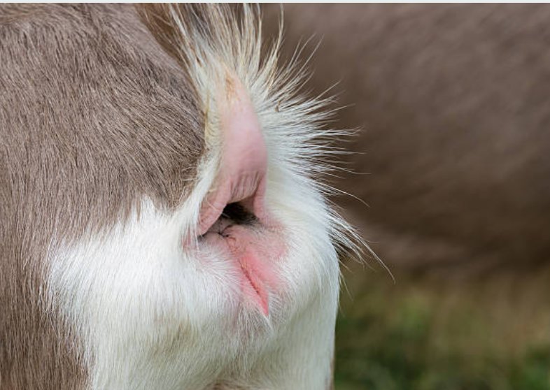 lips.jpg