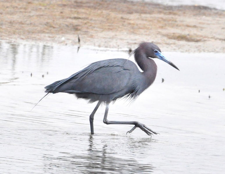Little Blue Heron.jpg