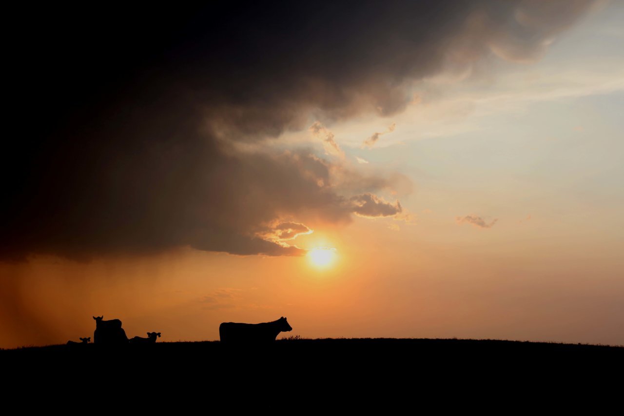 Little Missouri range cattle.jpg