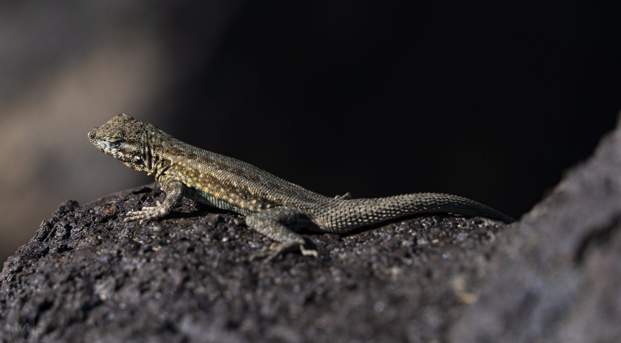 lizard.jpg