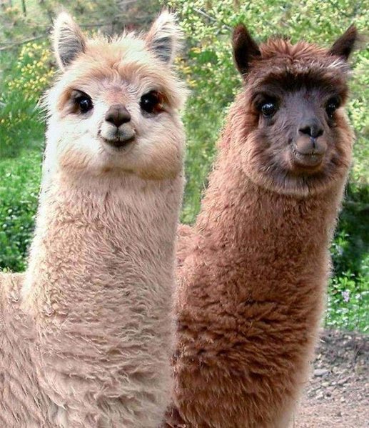 llamas.jpg