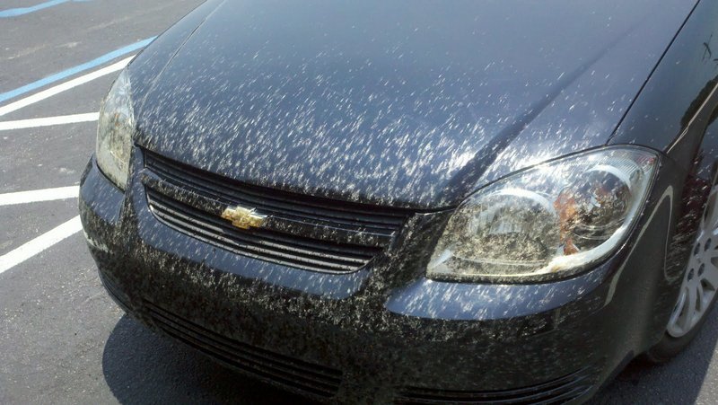 Loe Bugs in FL.jpg