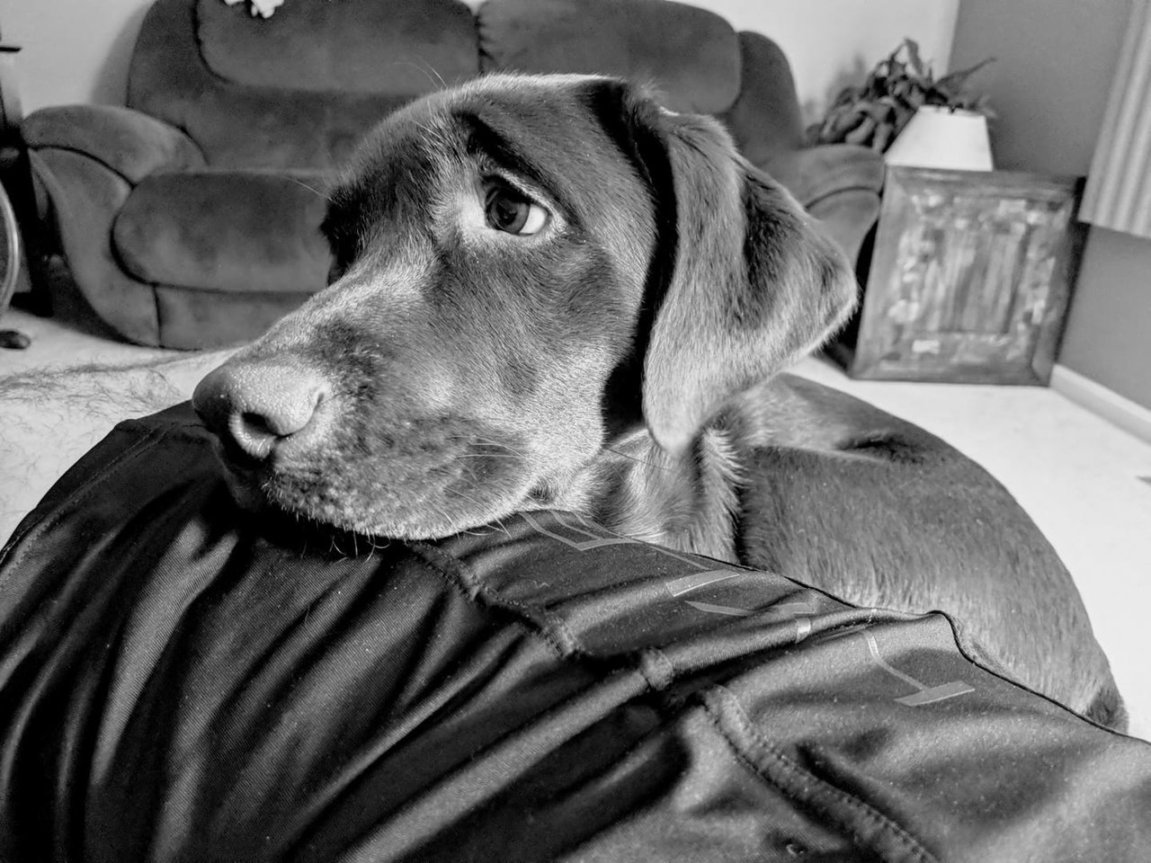 lola.jpg