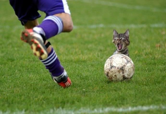 lolcat_53340c34607add1ae92b9d67a86f79df39c8acfa.jpg