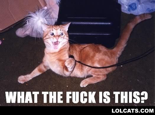 LOLCATZ6_86d1650a4bb924cb7d5a2227f8d03e666eea5051.jpg