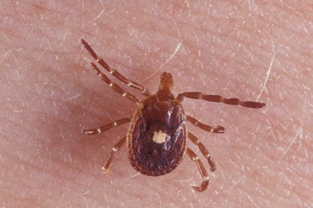 lone-star-tick.jpg