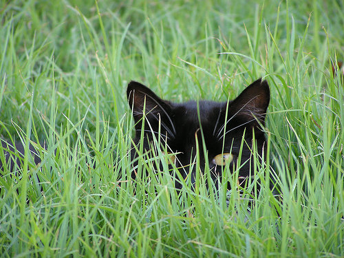 longcat-grass-Absolute-Batteries-Toowoomba.jpg