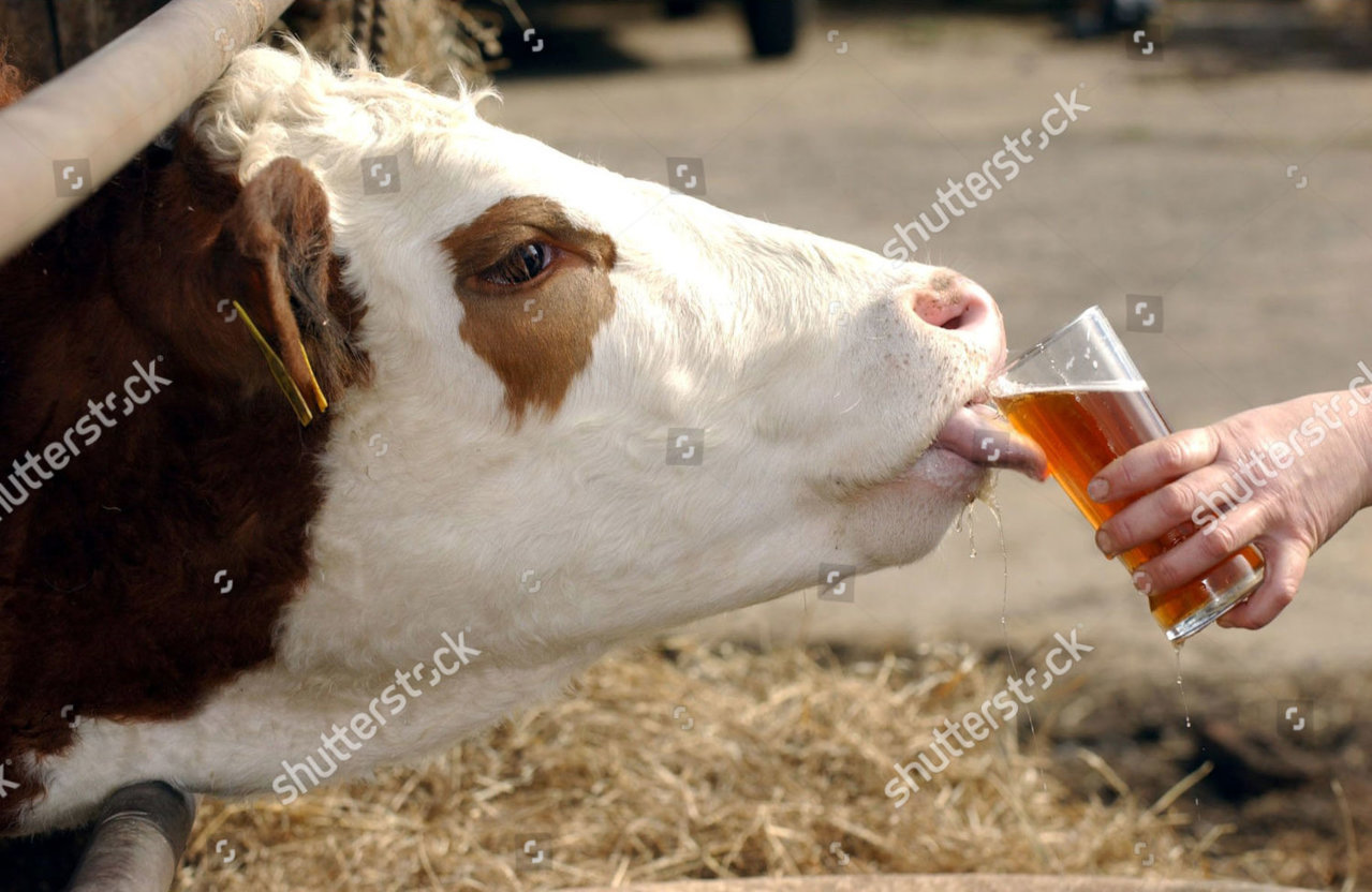 lottie-the-beer-drinking-cow-theberton-suffolk-britain-mar-2006-shutterstock-editorial-580387f.jpg