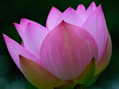 lotus-flower-500x500.jpg