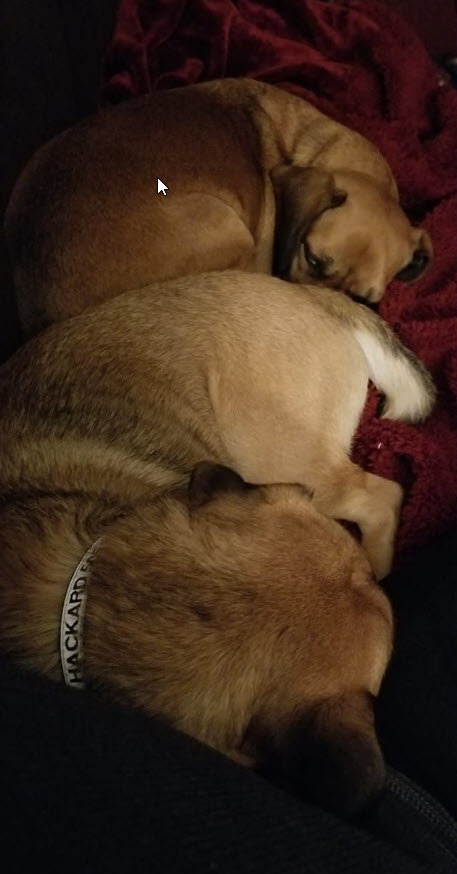 Louie&Gemma_2.jpg