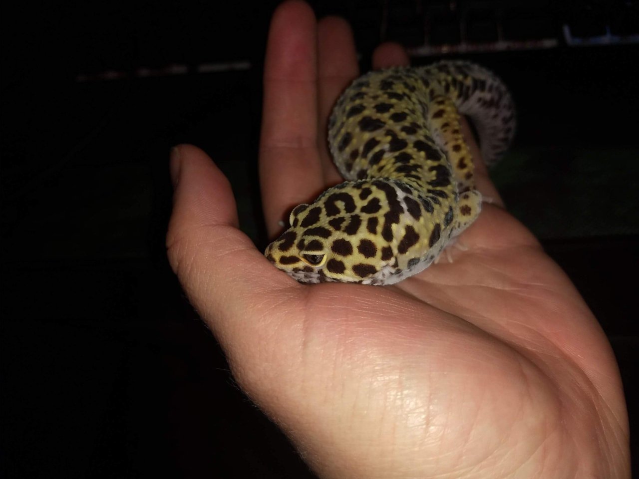 Lucky Leopard Gecko.jpg